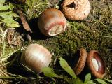 Acorn Detail