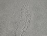 Snow Tracks