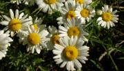 Sunny Daisies