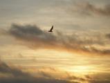Soaring at Sunrise