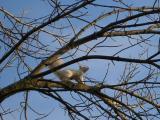 White Squirrel