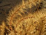 Dry Grasses