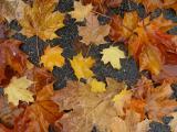 Leaves on a Sidewalk