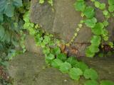 Ivy and Rocks