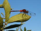 Red Dragonfly