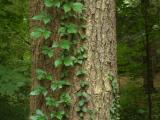 Vines and Bark