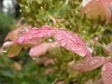 Raindrops on Pink Flowers