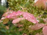 Raindrops on Pink Flowers