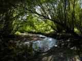 Arching Trees, Bending Brook