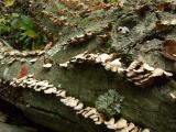Waves of Bracket Fungus