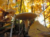Mushroom in the Forest