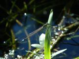 Damselfly on a Leaf Blade