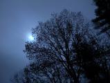 Moon in the Trees