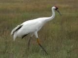 Whooping Crane