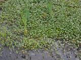 Aquatic Plantlets