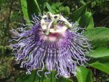 Passion Flower