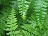 Soggy Ferns