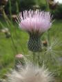 Thistle and Seeds