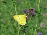 Yellow Butterfly