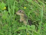 Striped Gopher
