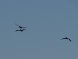 Three Pelicans