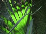 Emerald Fronds