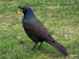Irridescent Grackle