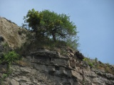 Arboreal Ledge