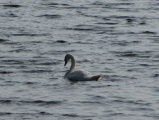 Swan on the Charles