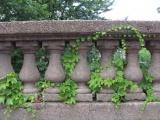 Ivy and Columns
