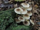 Mushroom Cluster