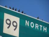 99 North