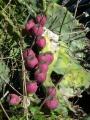 Cactus Fruit