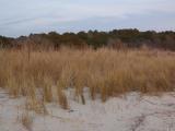 Winter Beach Grasses