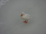 Winter Duck