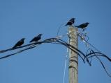 Crows on a Wire