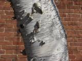 Birch and Brick