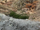 Lichens, Moss, Grass and Leaves