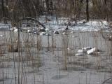 Frozen Reeds