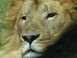 Lion Portrait