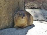 Rock Hyrax