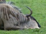 Resting Gnu