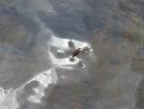 Water Strider