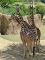 Three Giraffes