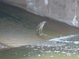 Night Heron