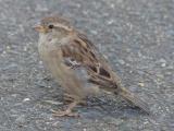 Sparrow