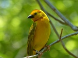 Golden Weaver Portrait