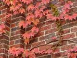 Ivy and Brick