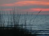 Grasses on the Atlantic Shore