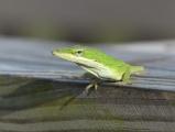 Green Anole